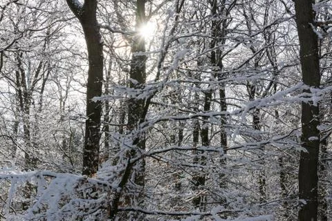 Forest in Winter Foto stock