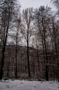 Forest in winter Stock Photos