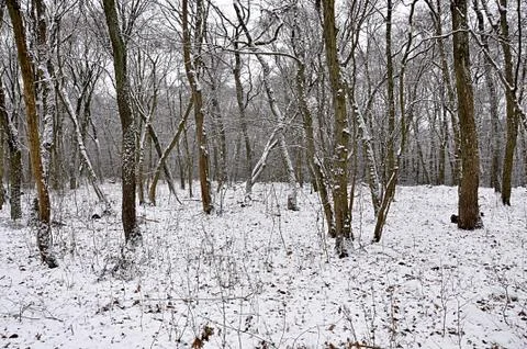 Forest in winter Stock Photos