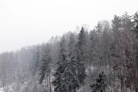 Forest in winter Foto stock