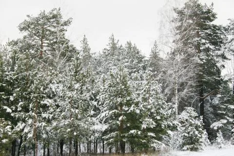 Forest in winter Stock Photos
