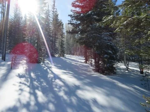 Forest In Winter Stock Photos
