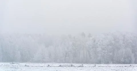 Forest in Winter Stock Photos