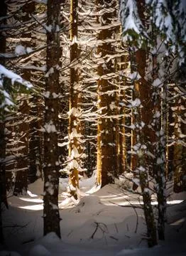 Forest winter Stock Photos