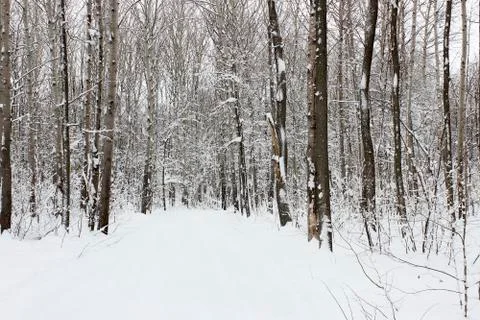 Forest in winter Stock Photos