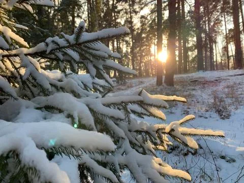 Forest in winter Stock Photos