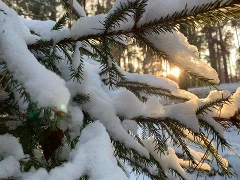 Forest in winter Stock Photos