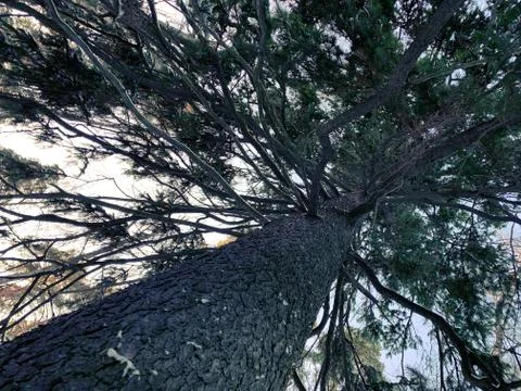 Forest in winter Stock Photos