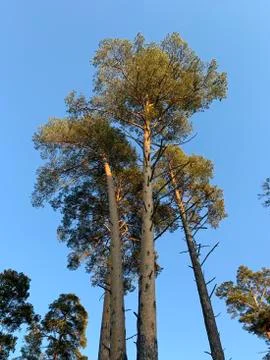 Forest in winter Stock Photos