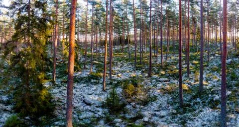 Forest in winter Foto stock