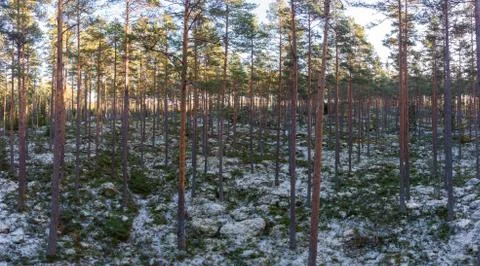 Forest in winter Foto stock