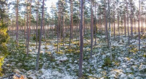 Forest in winter Stock Photos