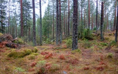 Forest in winter Stock Photos