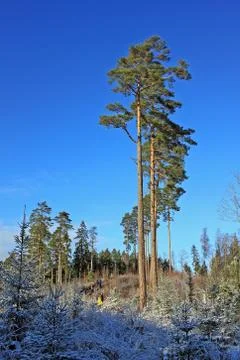 Forest in winter Stock Photos