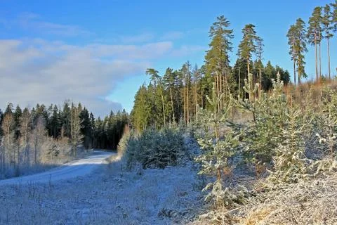 Forest in winter Stock Photos
