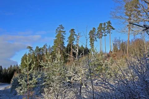 Forest in winter Stock Photos