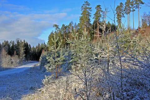 Forest in winter Stock Photos