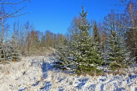 Forest in winter Stock Photos