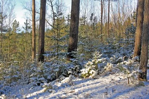 Forest in winter Stock Photos