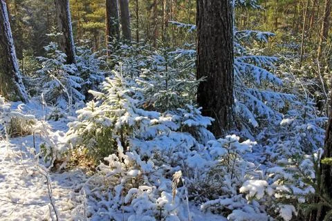 Forest in winter Stock Photos