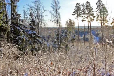 Forest in winter Stock Photos