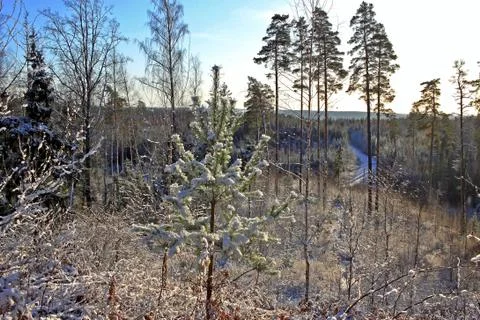 Forest in winter Stock Photos