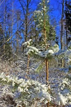 Forest in winter Stock Photos