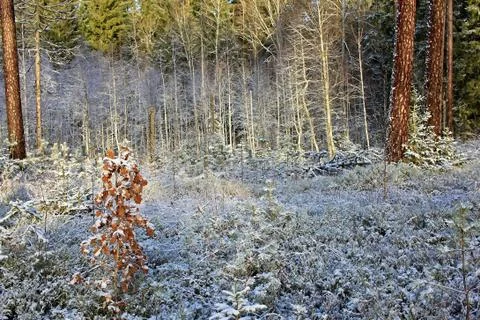 Forest in winter Stock Photos