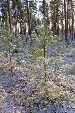 Forest in winter Stock Photos