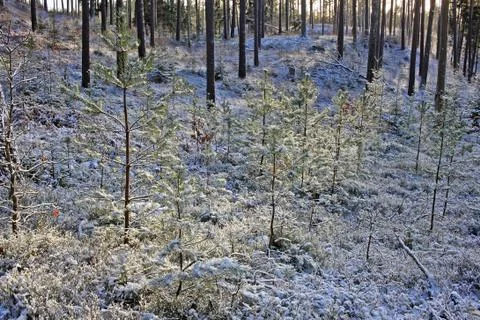 Forest in winter Stock Photos