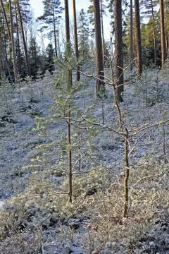 Forest in winter Foto stock
