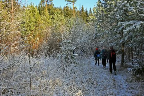 Forest in winter Stock Photos