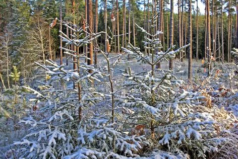 Forest in winter Stock Photos