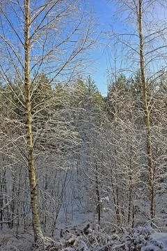 Forest in winter Stock Photos