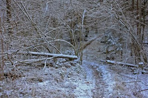 Forest in winter Stock Photos