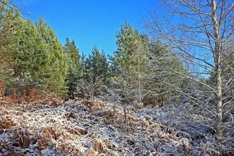 Forest in winter Stock Photos