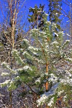 Forest in winter Stock Photos