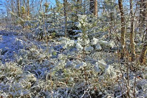 Forest in winter Stock Photos