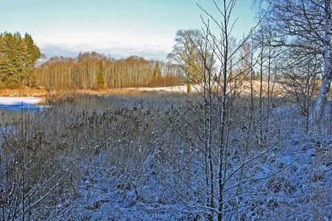 Forest in winter Stock Photos