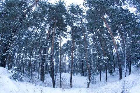 Forest in winter Stock Photos
