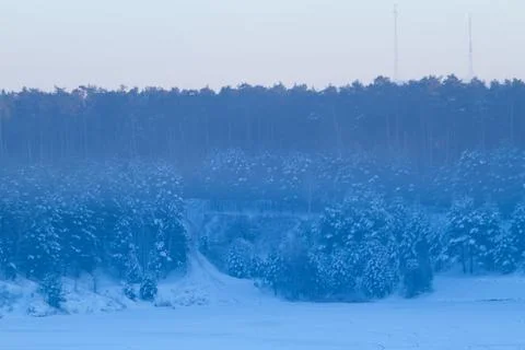 Forest in winter Stock Photos