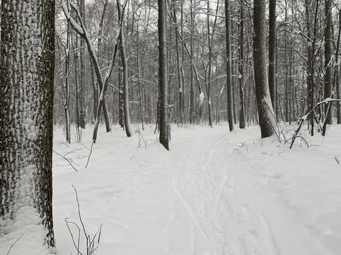 Forest in winter Stock Photos