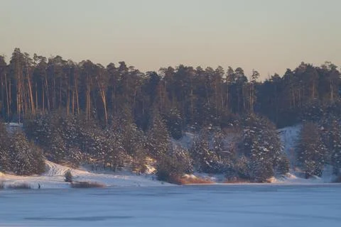 Forest in winter Stock Photos
