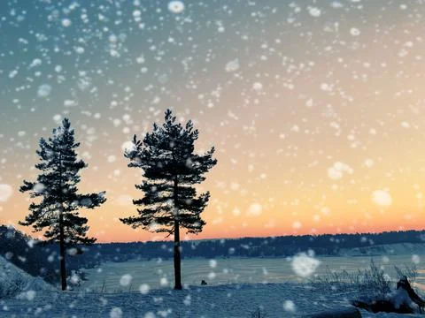 Forest in winter Stock Photos