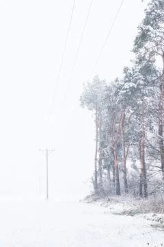 Forest in winter Stock Photos
