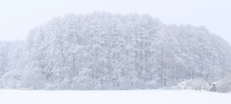 Forest in winter Stock Photos