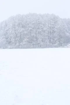 Forest in winter Stock Photos