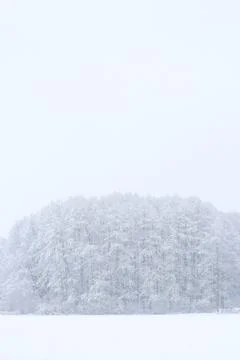 Forest in winter Stock Photos