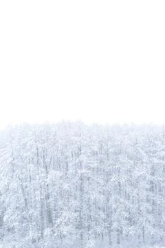 Forest in winter Stock Photos