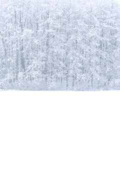 Forest in winter Stock Photos